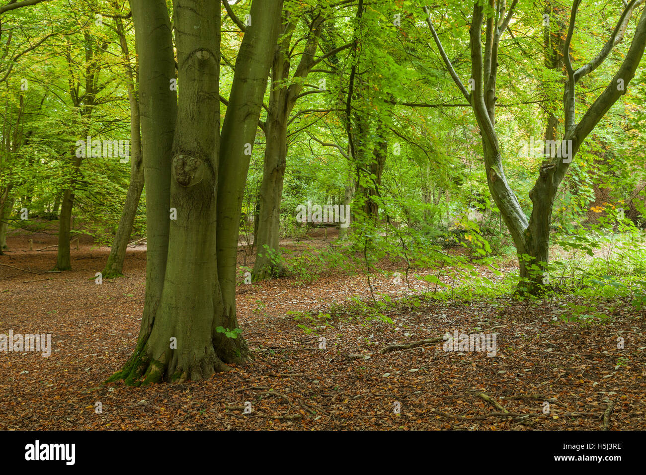 Ancient beech trees at Sheepleas Nature Reserve, North Downs, Surrey, England. Stock Photo