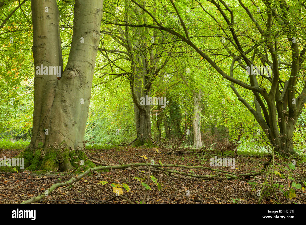 Ancient beech trees at Sheepleas Nature Reserve, North Downs, Surrey, England. Stock Photo