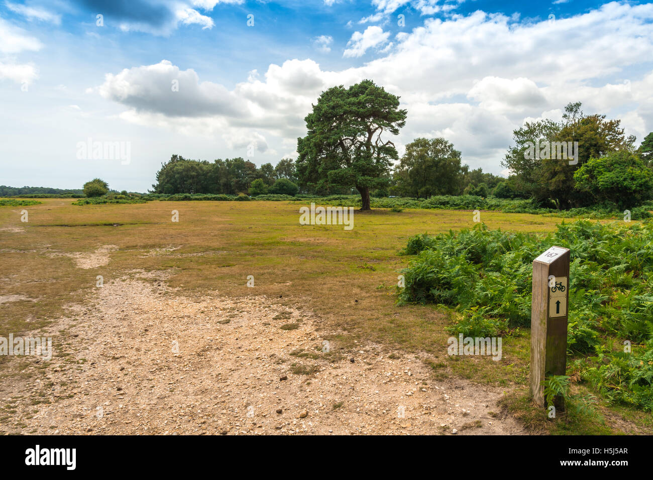 New Forest land Stock Photo Alamy