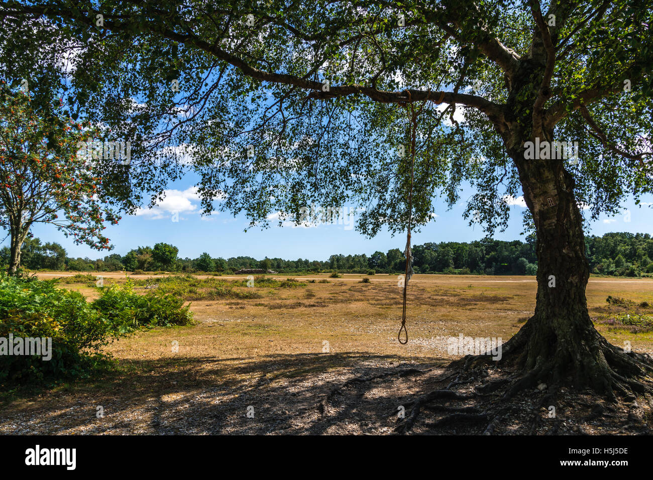 Rope of swing under the tree Stock Photo - Alamy