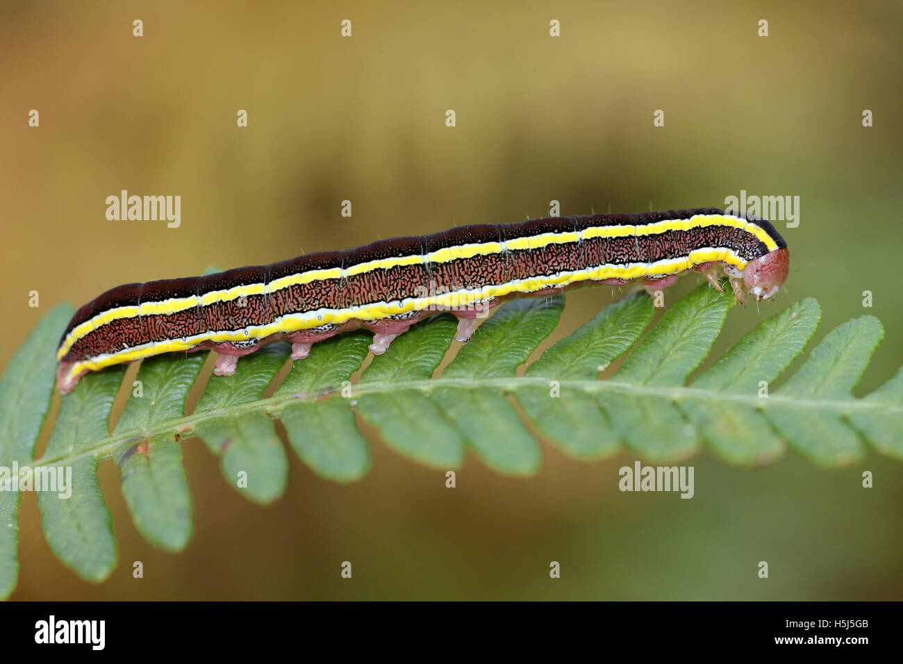 Broom Moth caterpillar - brown form Ceramica pisi Stock Photo