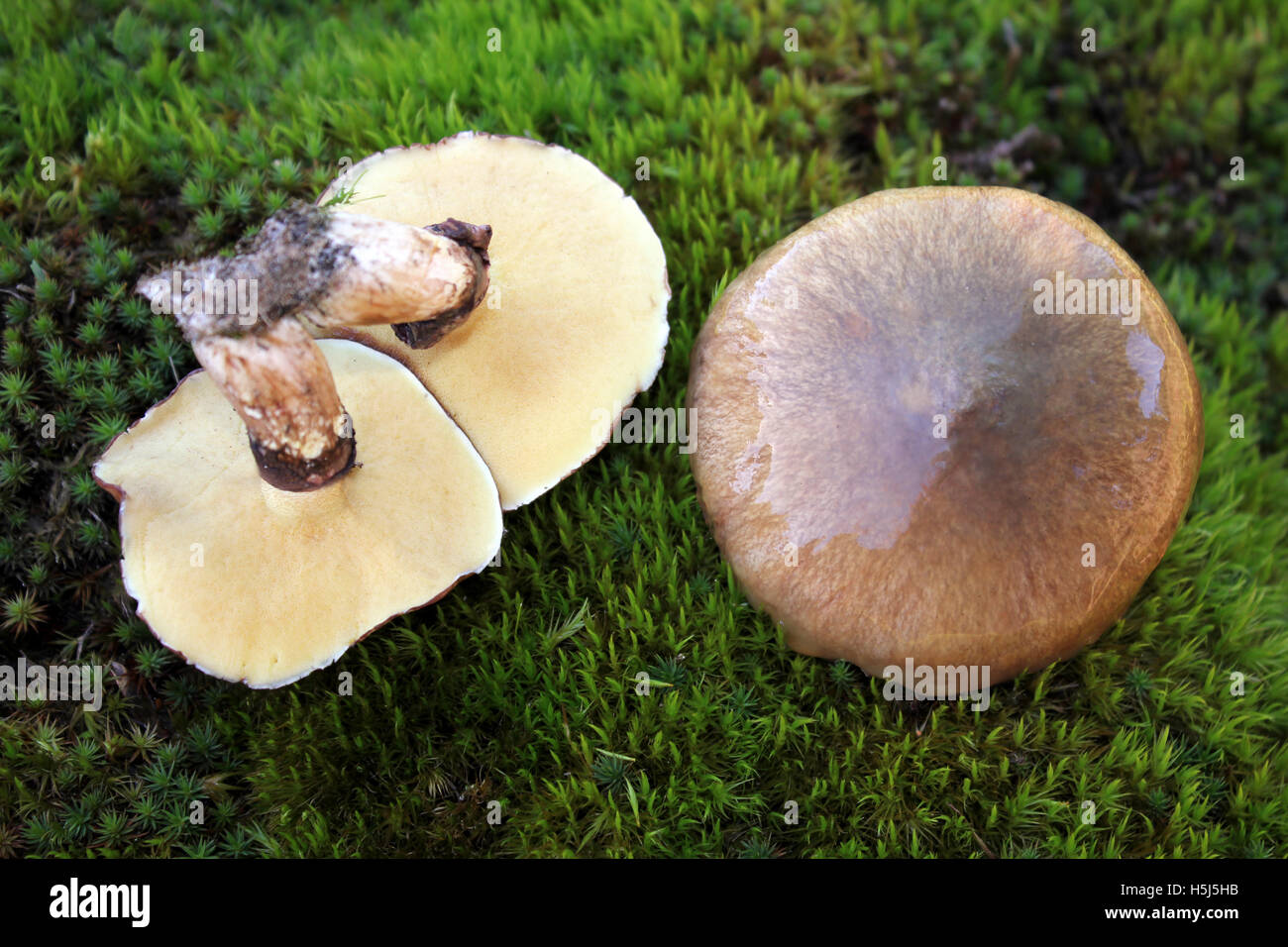 Brown Roll Rim Fungi Paxillus involutus, associated with Scot's Pines. Stock Photo