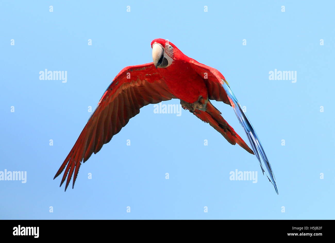 South American Red-and-green Macaw (Ara chloropterus) aka Green-winged Macaw in flight at close range Stock Photo
