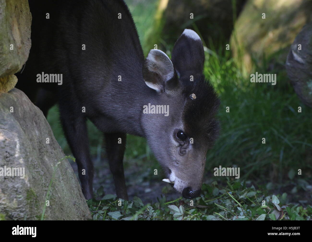 Male Chinese Tufted Deer (laphodus cephalophus) feeding on leaves Stock Photo