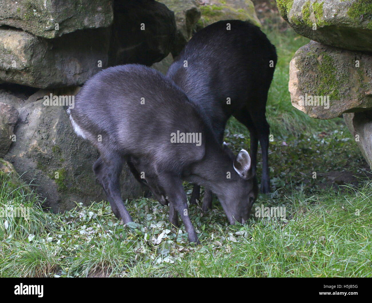 Male & female Chinese Tufted Deer (laphodus cephalophus) feeding on leaves Stock Photo