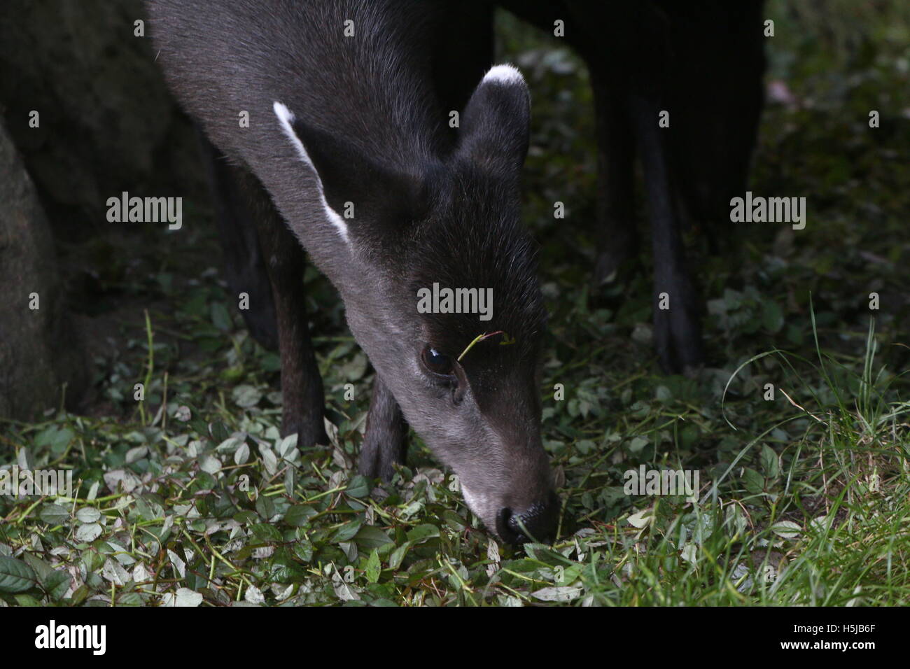 Female Chinese Tufted Deer (laphodus cephalophus) feeding on leaves Stock Photo