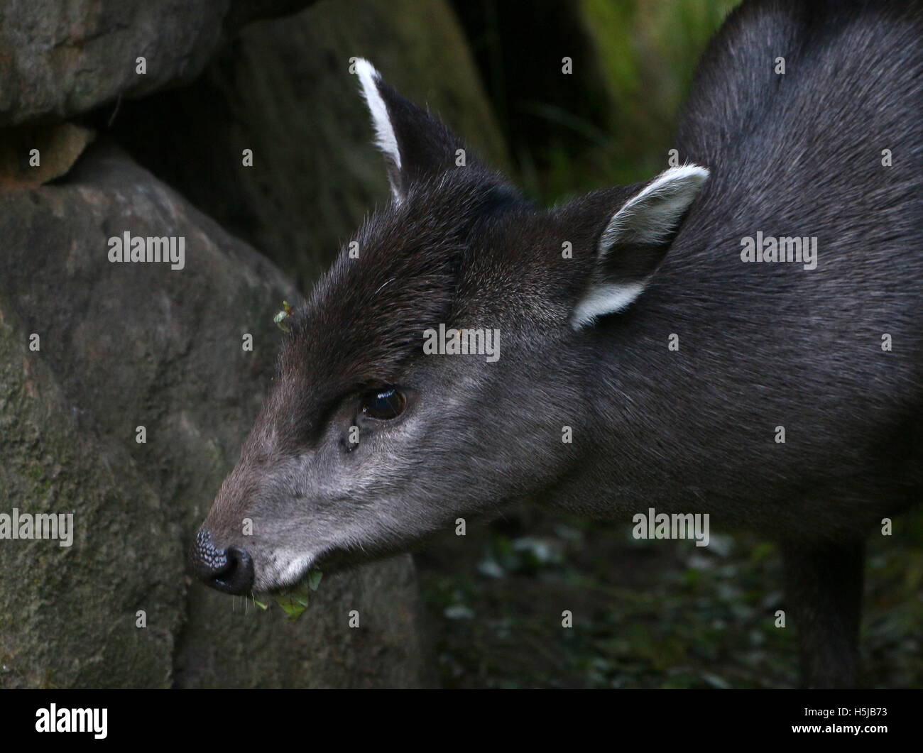 Female Chinese Tufted Deer (laphodus cephalophus) in closeup Stock Photo