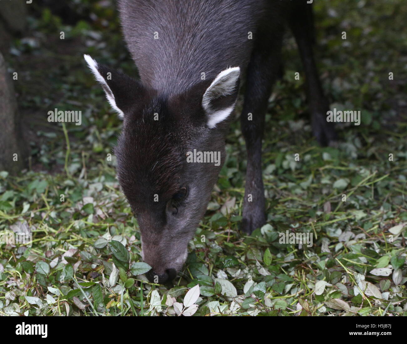 Female Chinese Tufted Deer (laphodus cephalophus) feeding on leaves Stock Photo