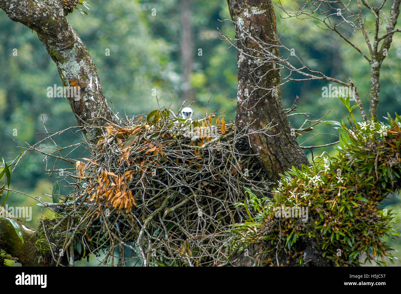 A newborn Javan hawk-eagle (Nisaetus bartelsi) in the nest. Stock Photo