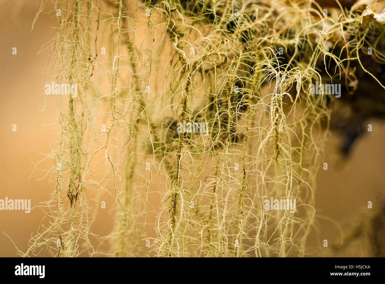 A macro landscape image of lichen, Usnea, hanging off a tree branch. Stock Photo
