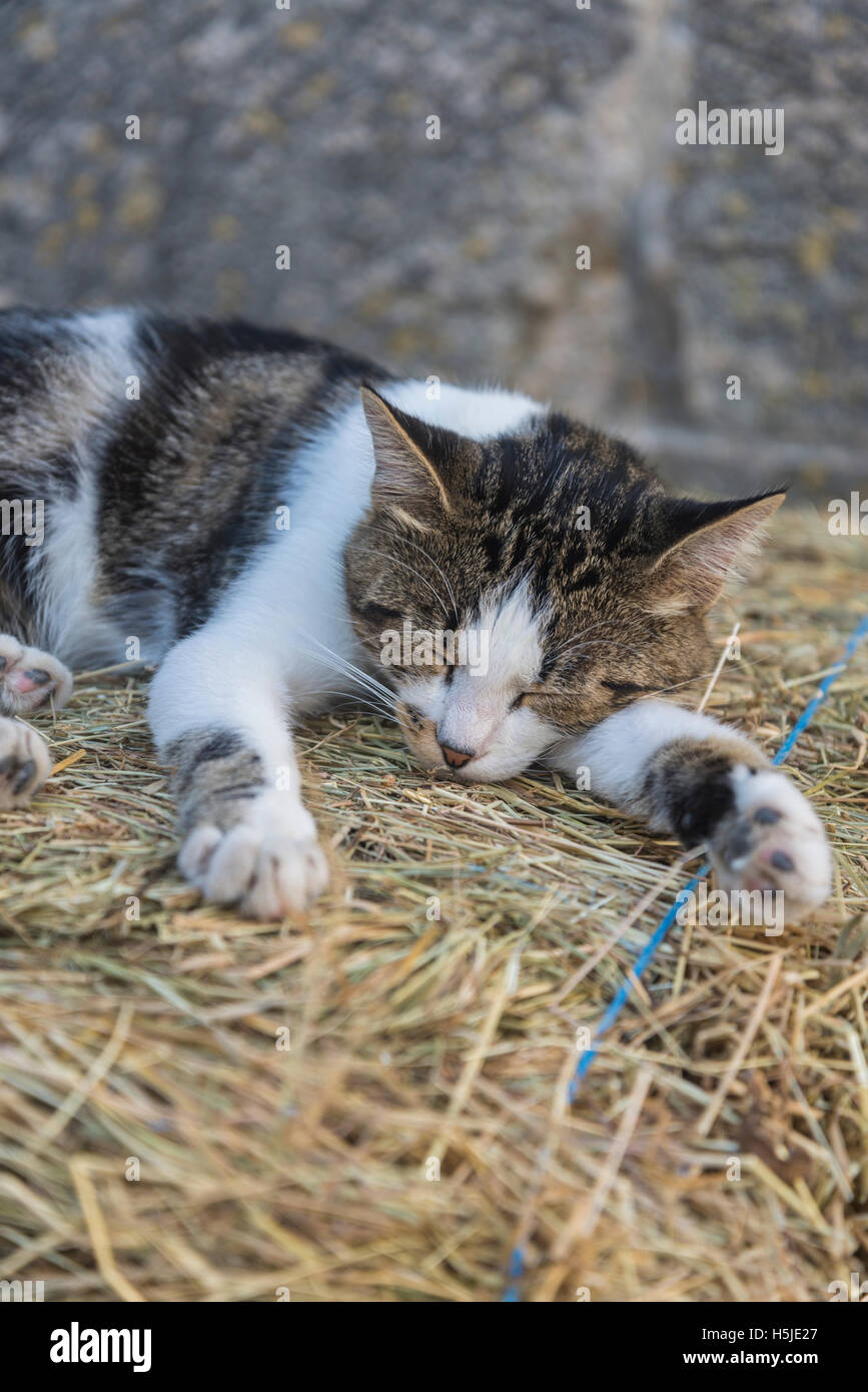 Cat sleeping on a stack of straw, Krk, Croatia Stock Photo Alamy