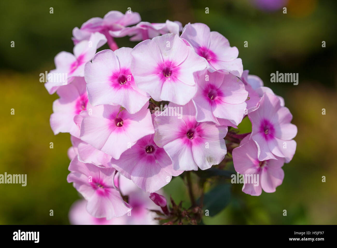 bouquet of purple flowers close up Stock Photo - Alamy