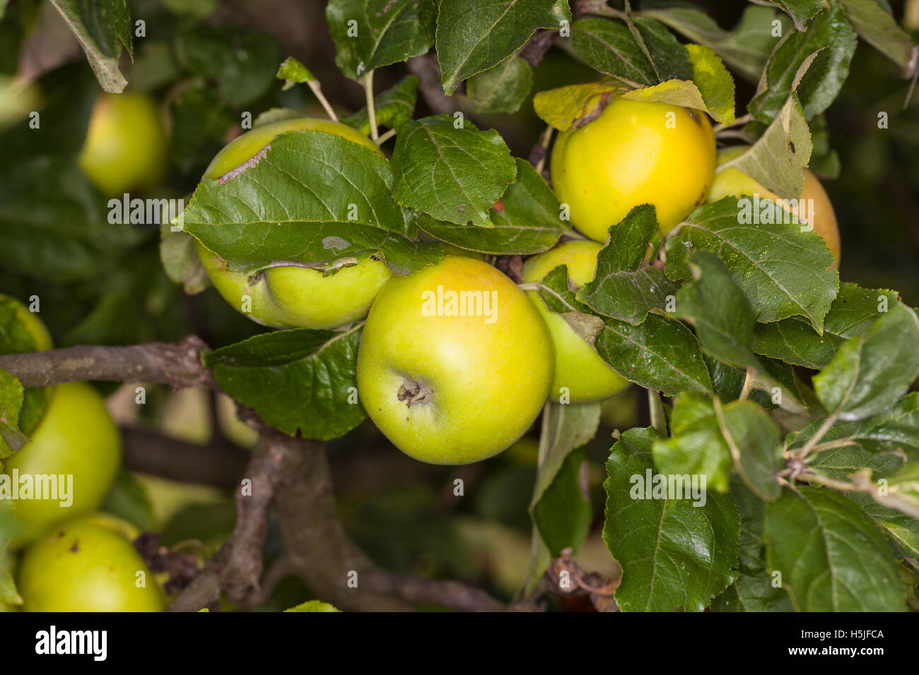 ripe apples on a tree Stock Photo - Alamy