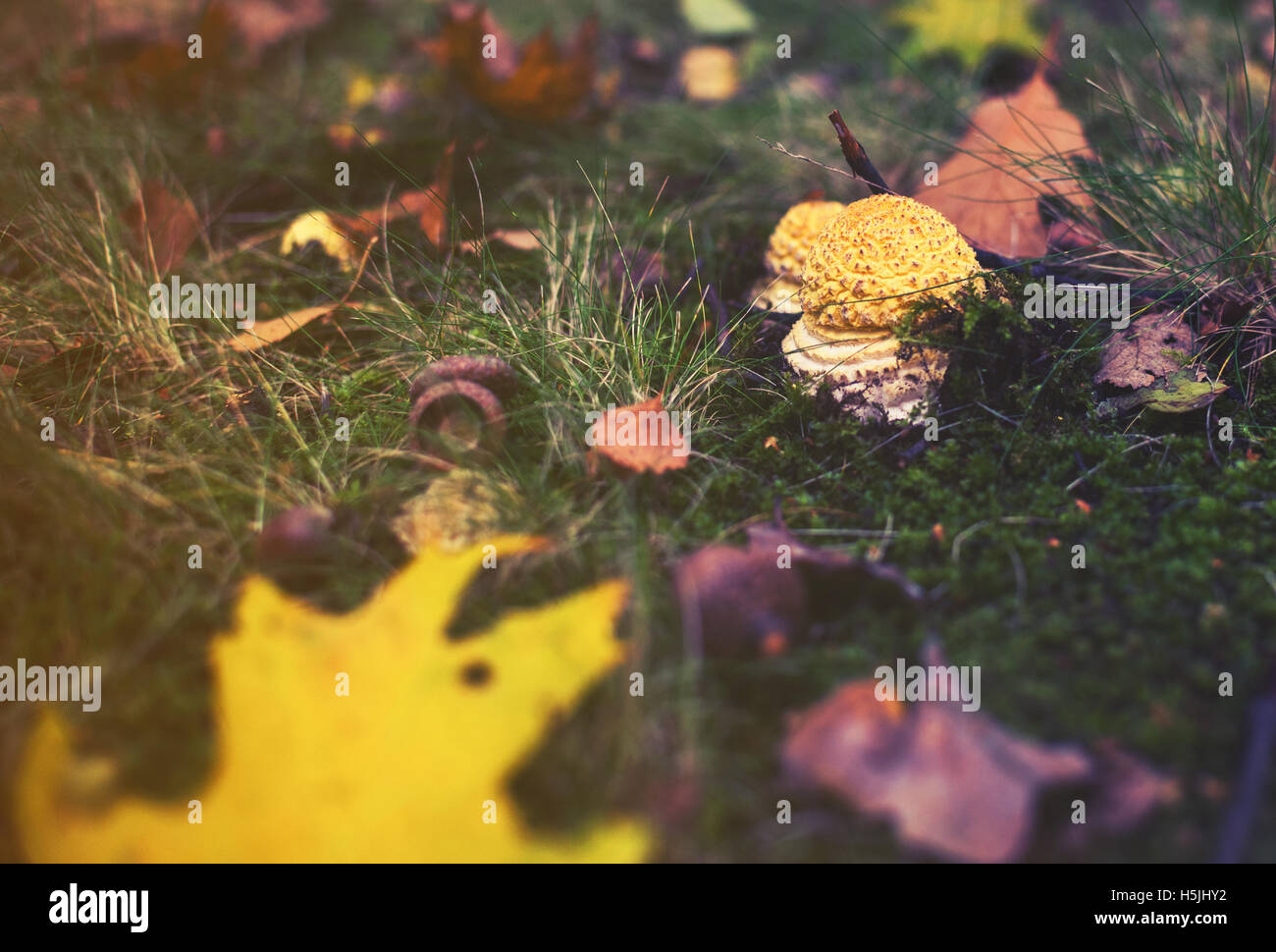 yellow mashroom with leaf, autumn background Stock Photo