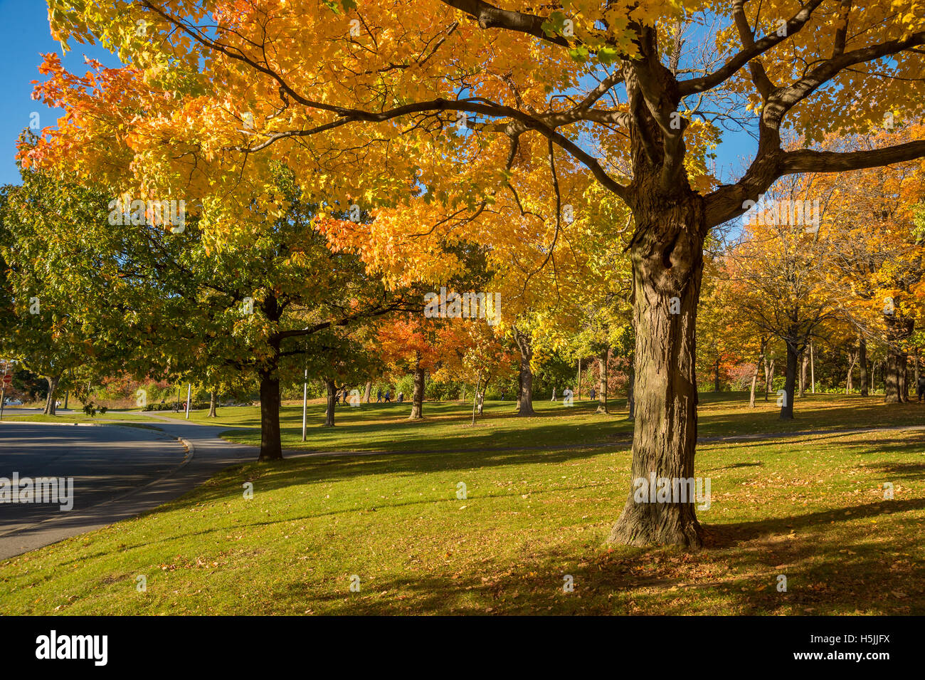Maple tree canada hires stock photography and images Alamy