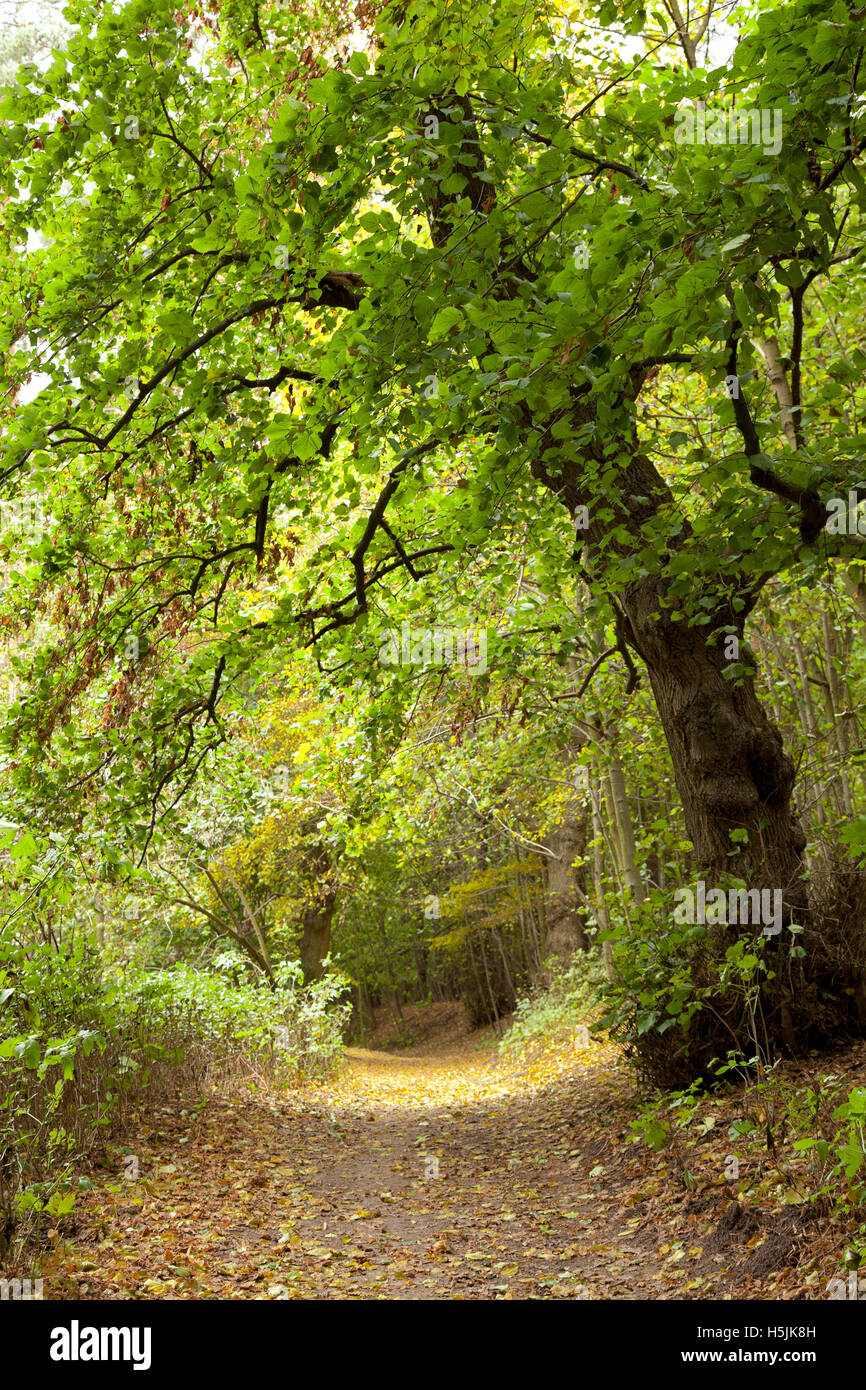 big tree in forest or rural landscape with path Stock Photo