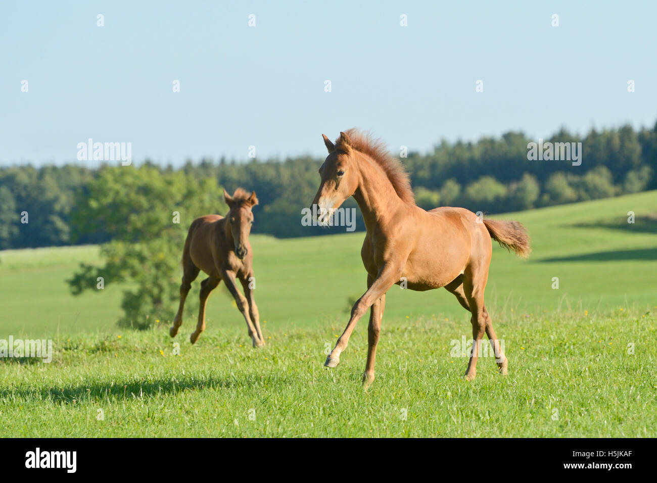 Two Paso Fino foals running in a meadow Stock Photo