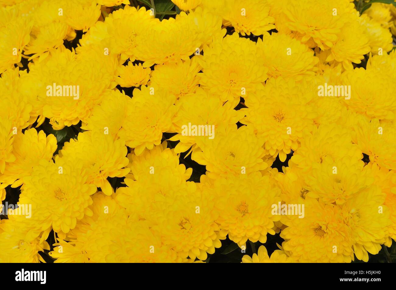 Background of yellow chrysanthemum flowers Stock Photo