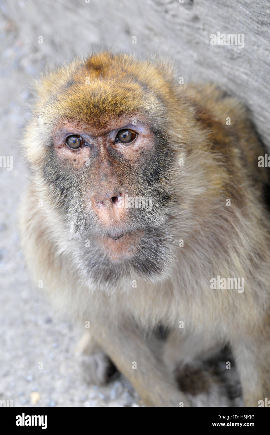Blond monkey hi-res stock photography and images - Alamy