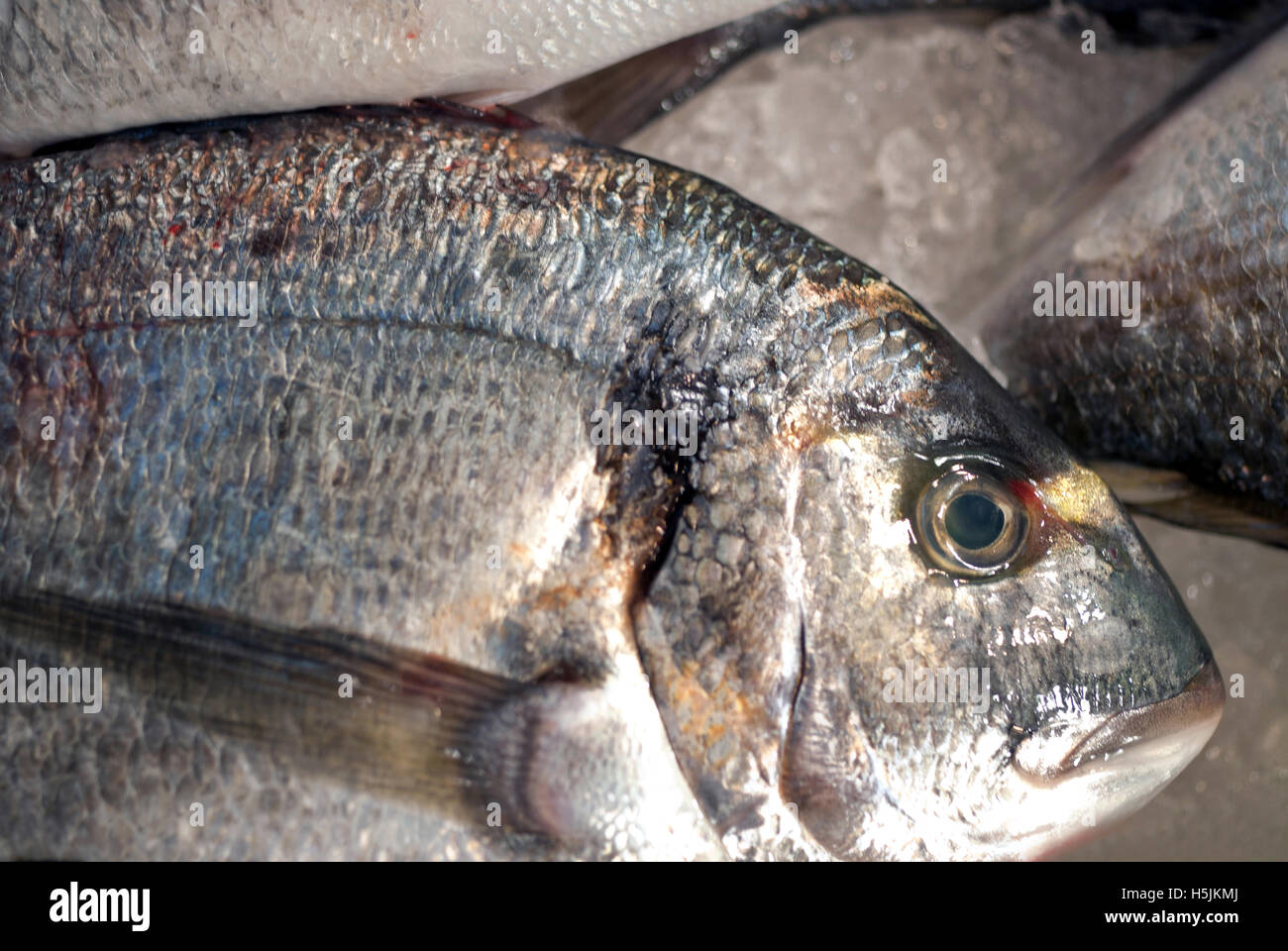 Dorade on fresh fish stall Stock Photo - Alamy