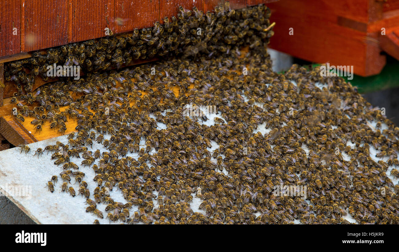 Bees outside their hive Stock Photo Alamy