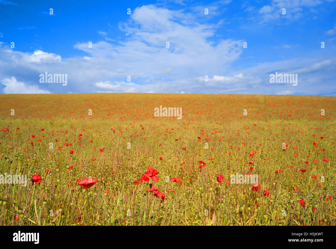 Poppies in golden corn field Stock Photo - Alamy