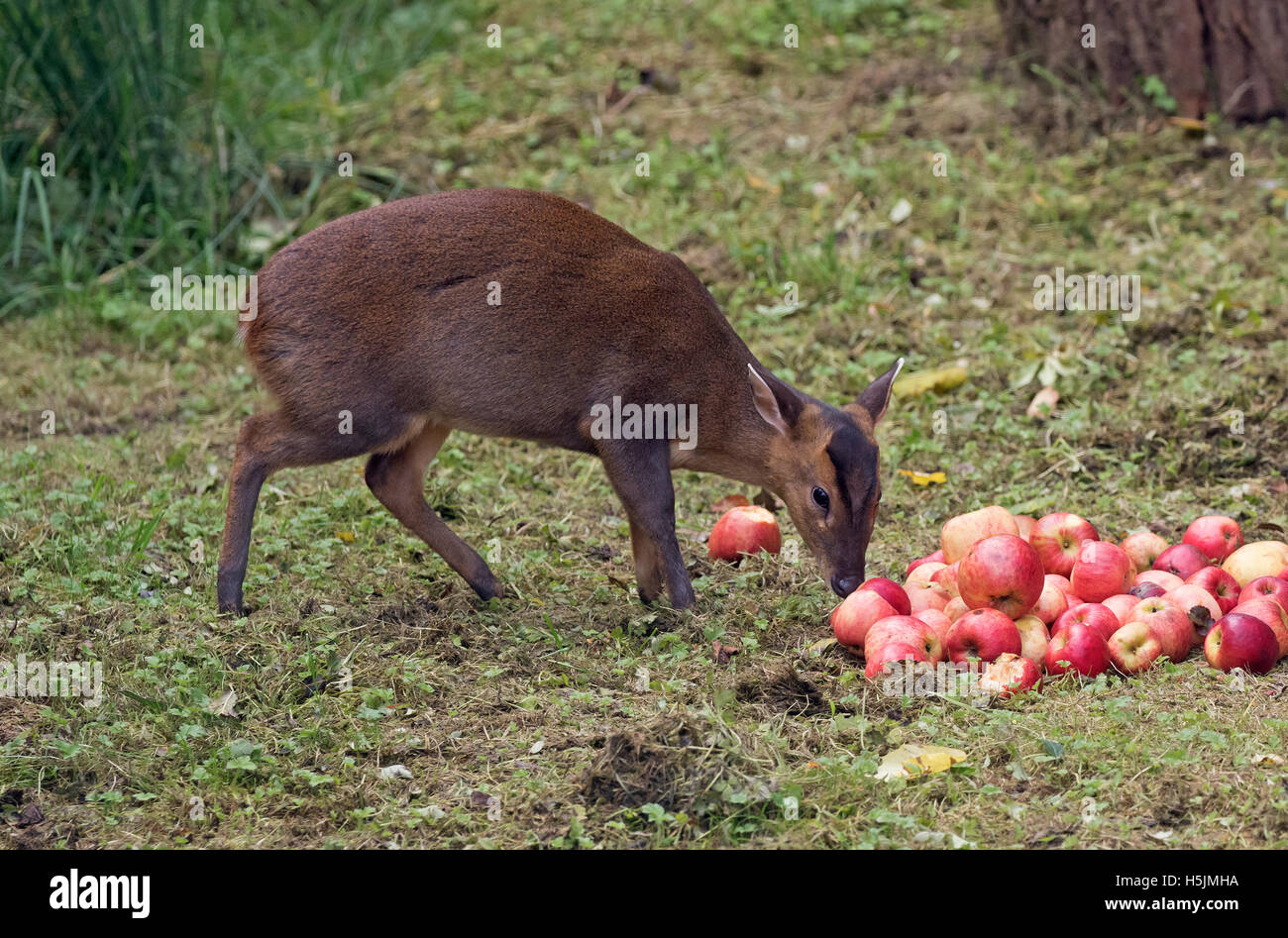 Female Muntjac Deer also called Barking Deer Muntiacus reevesi eating apples in woodland glade