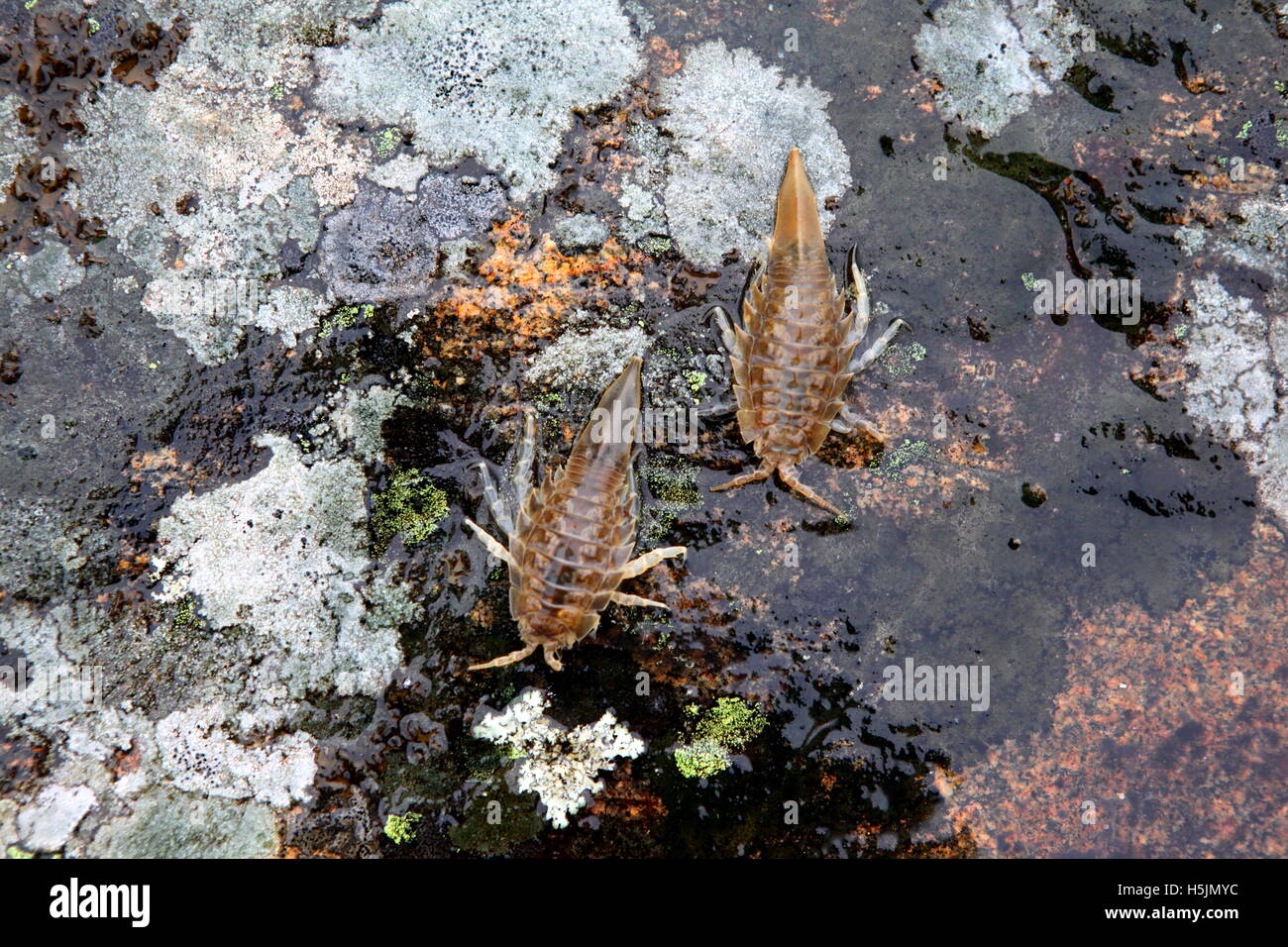Isopods, Saduria entomon,  from the Baltic Sea Stock Photo