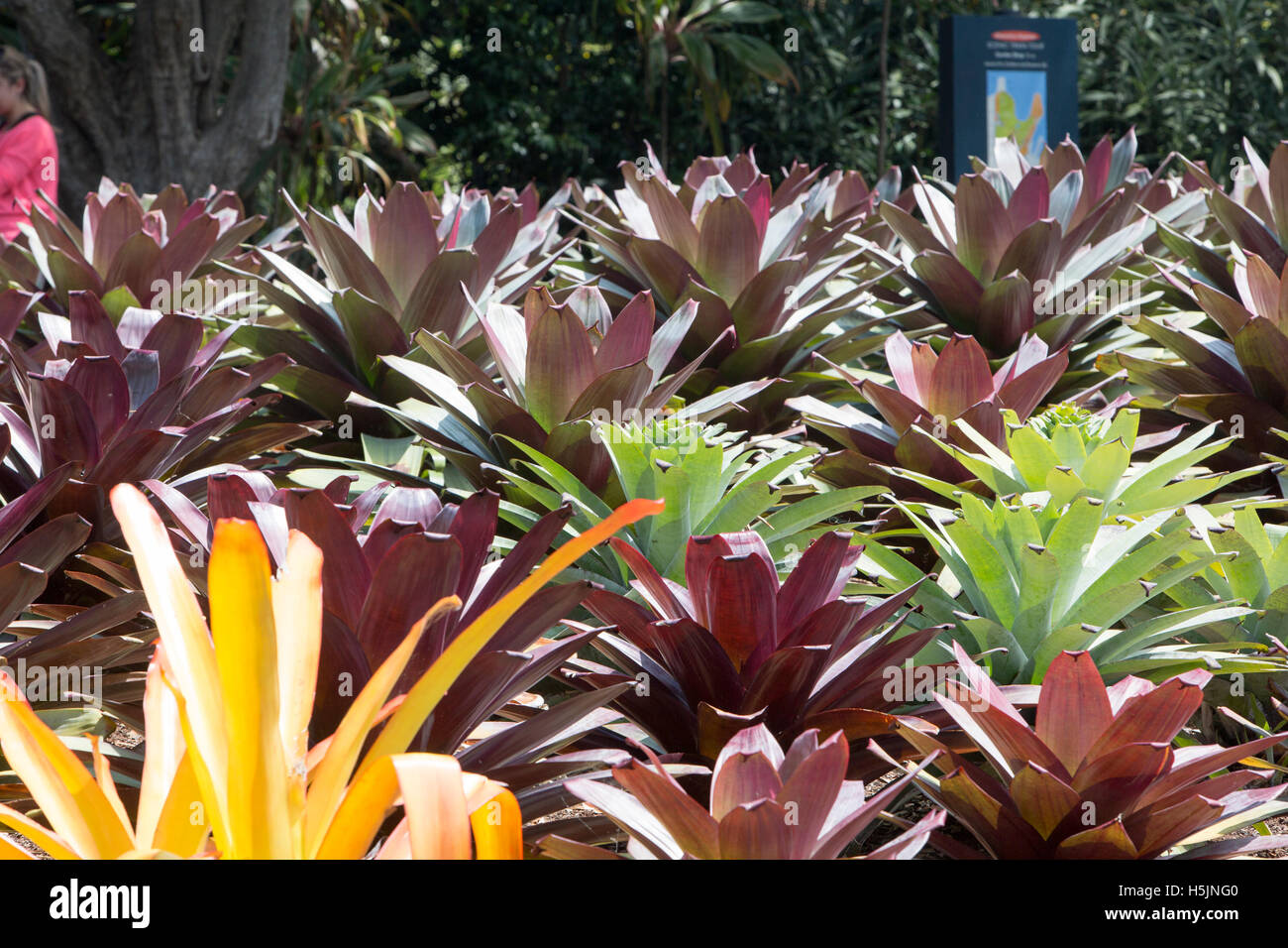 Bromeliad plants in Sydney Royal Botanic Gardens in the city centre