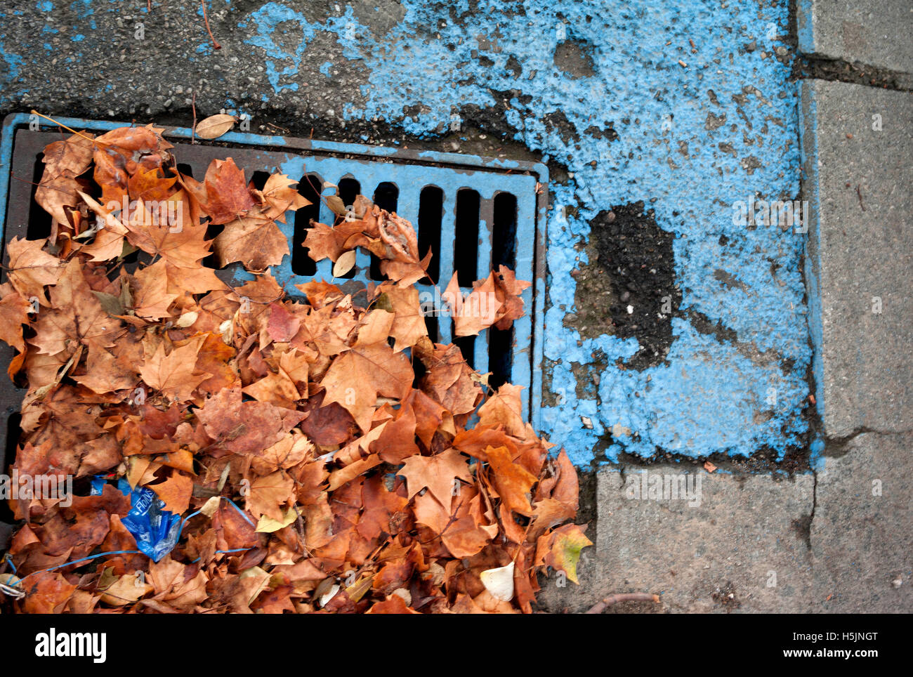Autumn leaves next to blue paint spilled down drain / Spilled paint and leaves Stock Photo