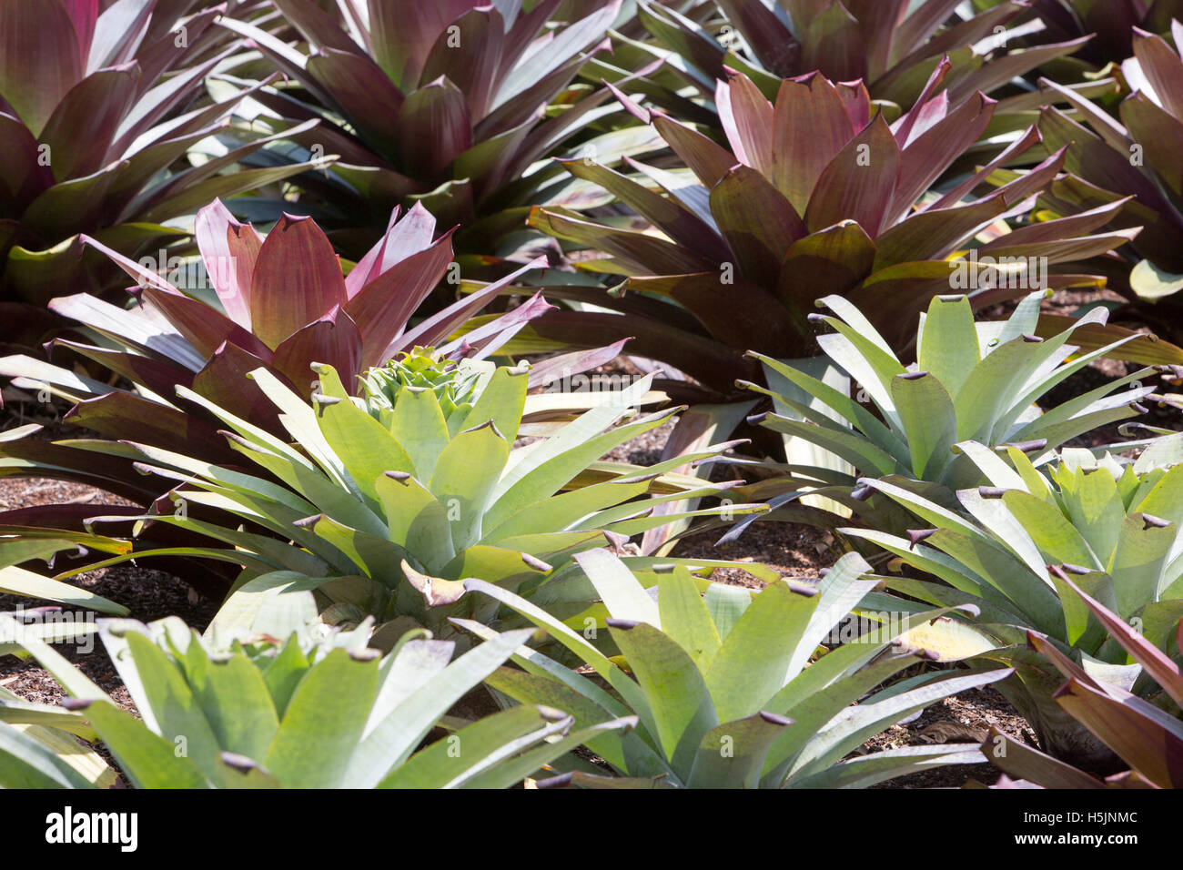 Bromeliad plants in Sydney Royal Botanic Gardens in the city centre ,Australia Stock Photo