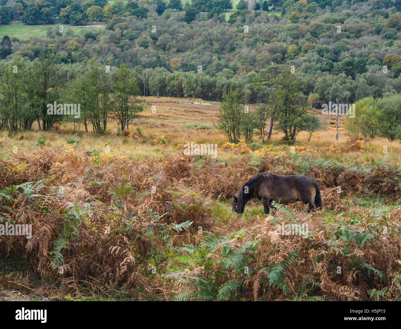 exmoor-ponies-grazing-in-the-ashdown-forest-in-autumn-stock-photo-alamy