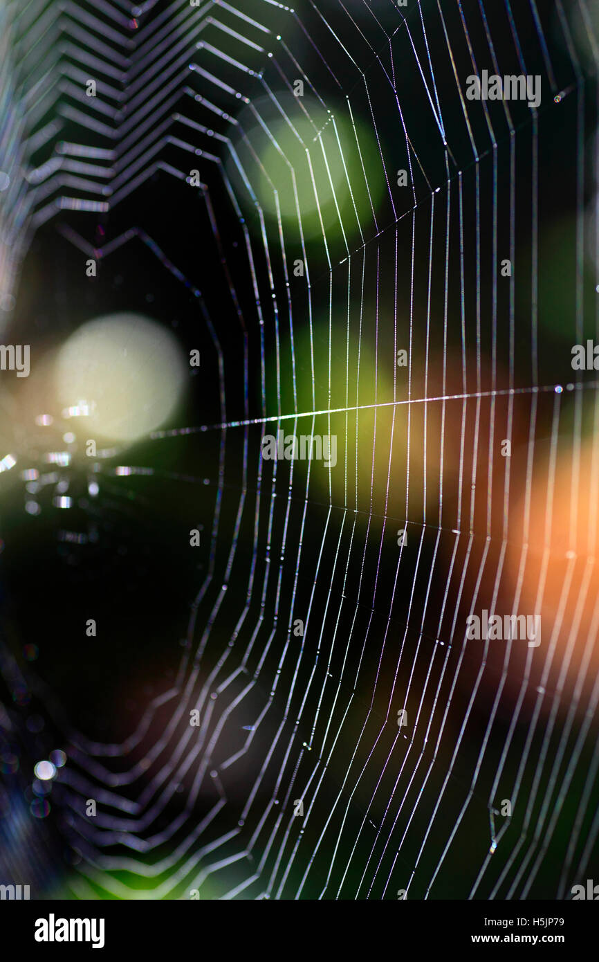 Detailed close up of a cob web. Stock Photo