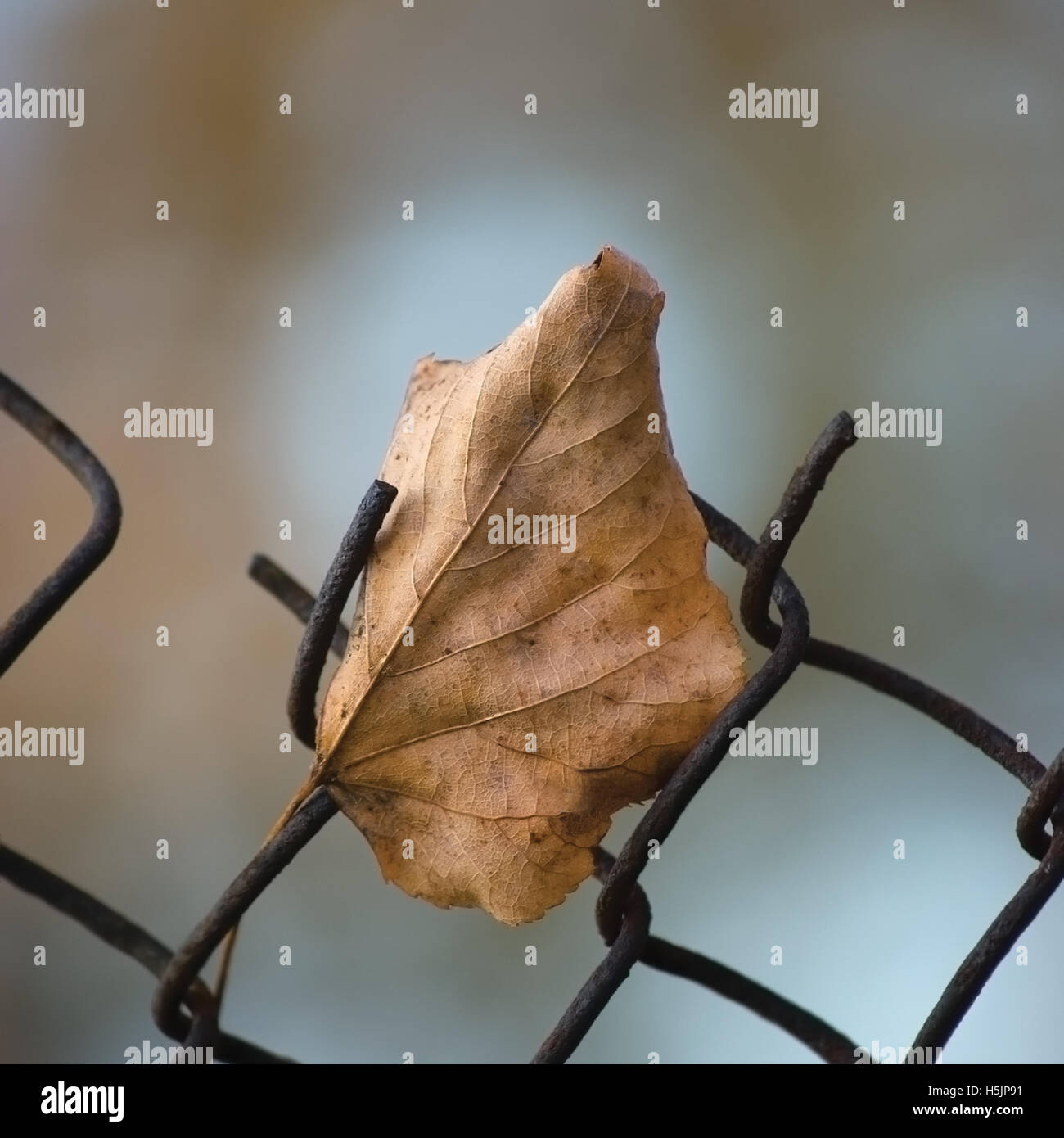 Fallen yellow autumn lime tree linden leaf caught on rusty wire mesh