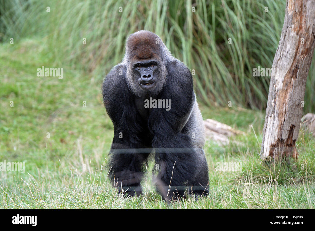Silverback gorilla, Kumbuka, in his enclosure at ZSL London Zoo following his 'opportunistic' escape through two unlocked doors into a corridor where a keeper was working on October 13. Stock Photo