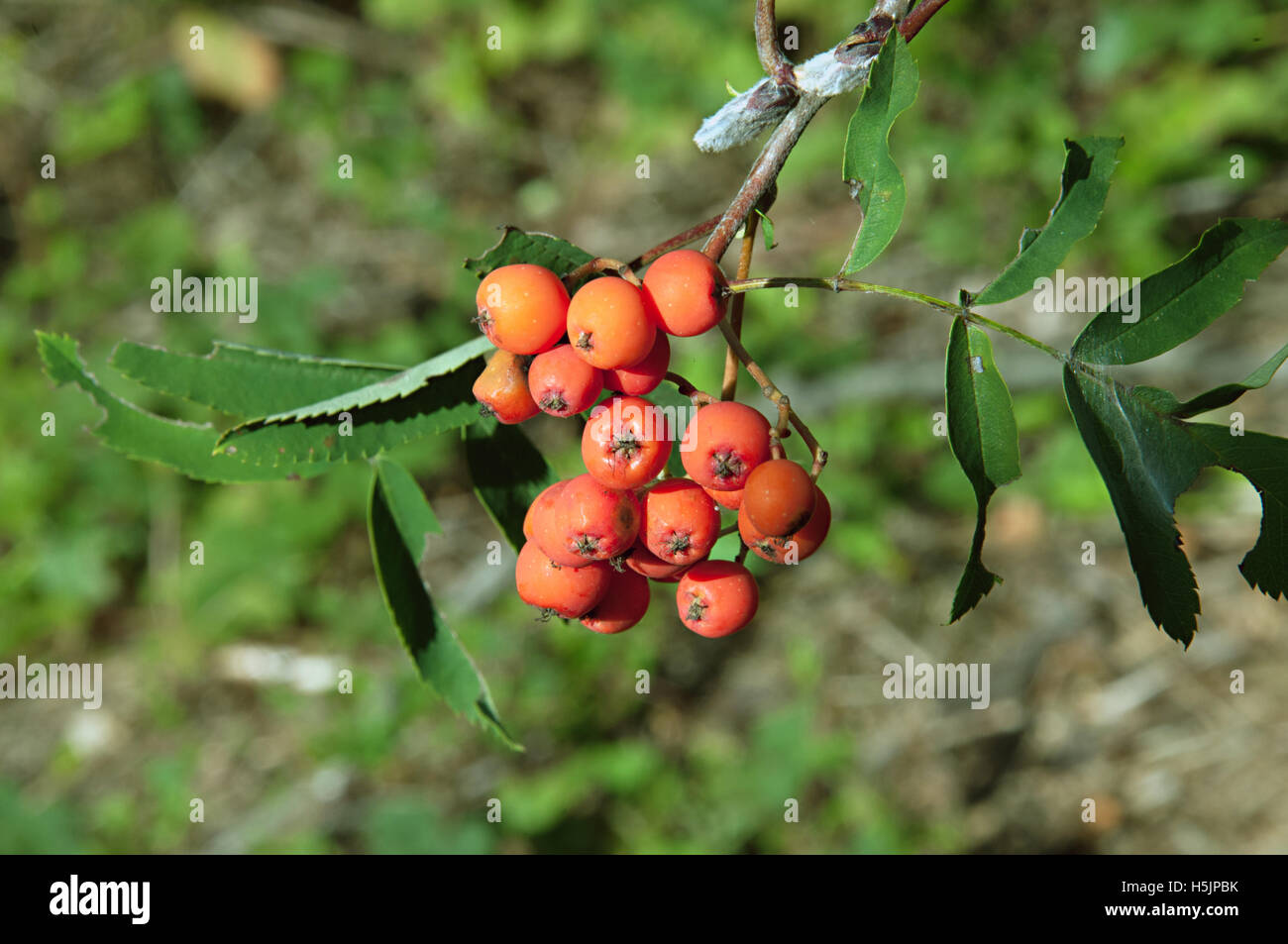 rowan berry Stock Photo