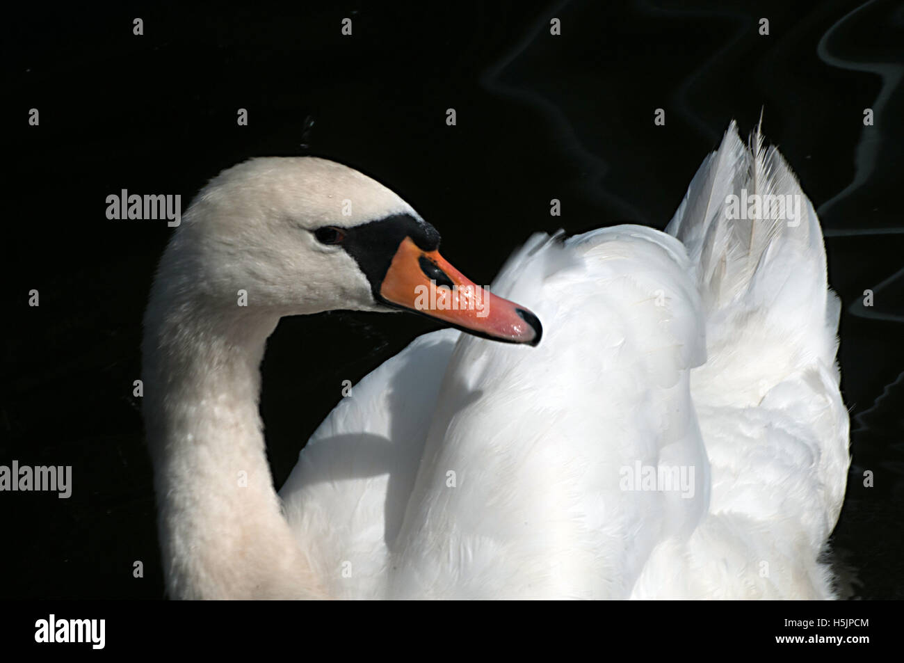 swan, beauty, bird, nature, tranquil, wild, wildlife, lake, white, water, graceful, swan river Stock Photo