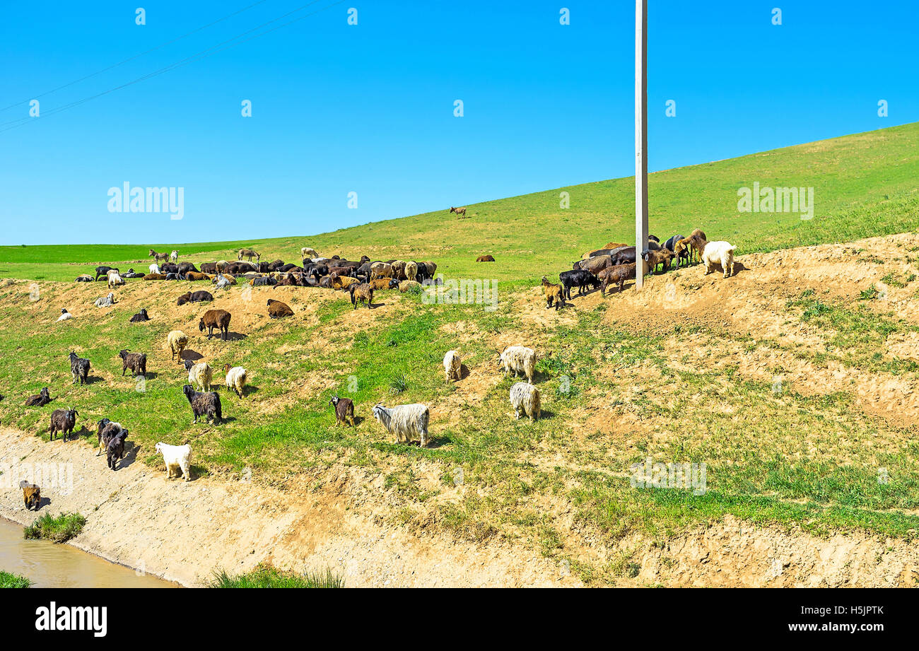 The sheep and goats on the green hill of Qashqadaryo Region, Uzbekistan ...