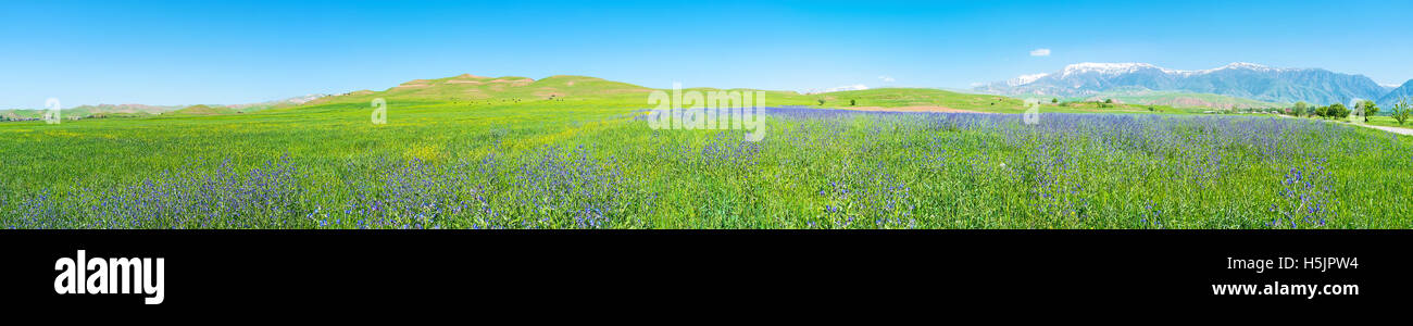 The meadow with scattered Anchusa flowers and Gissar range of Pamir-Alay  mountains on the background, Qashqadaryo Region Stock Photo