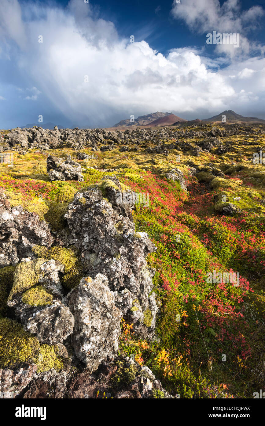 Lava field with colourful autumnal flora backed by Snaefellsjokull mountains, Hellissandur Snaefellsnes Peninsula Iceland Stock Photo