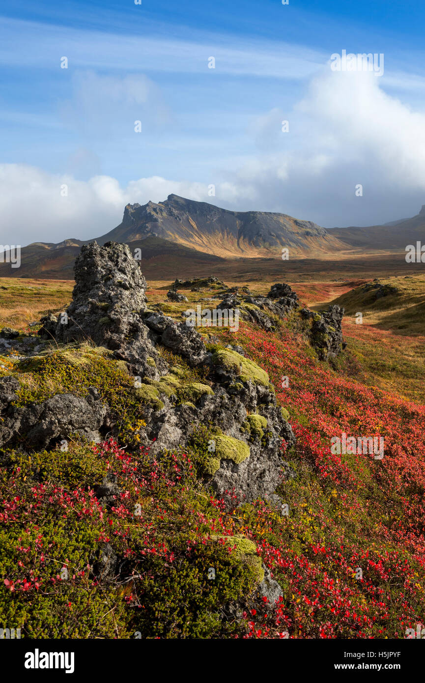Icelandic autumn flora and moss covered lava field, Thingvellir National Park South Western Iceland, Iceland Stock Photo