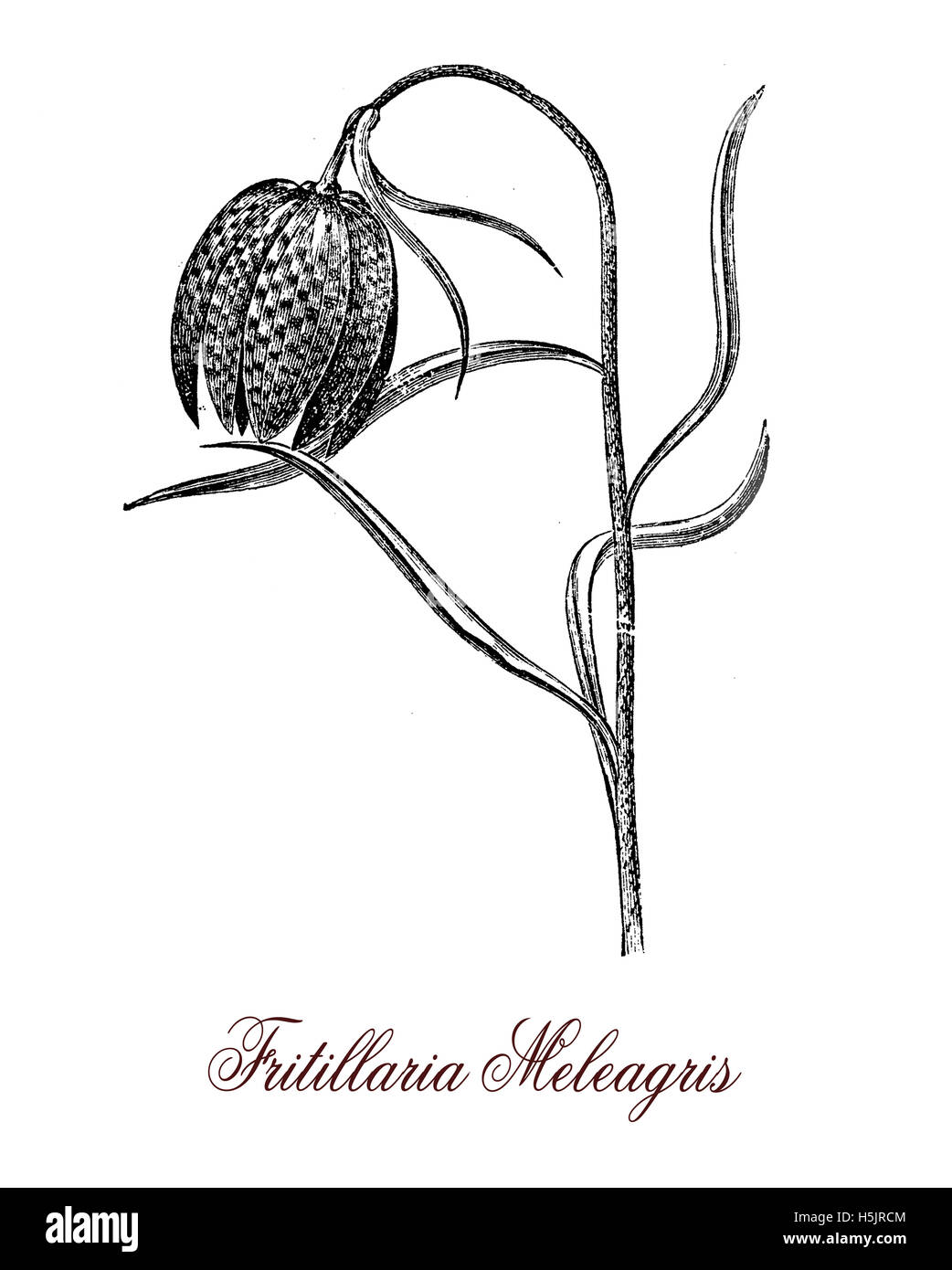 Fritillaria meleagris or chequered lily is a flowering plant with a chequered pattern on the flowers usually purple, the bulb contains poisonous alkaloids Stock Photo