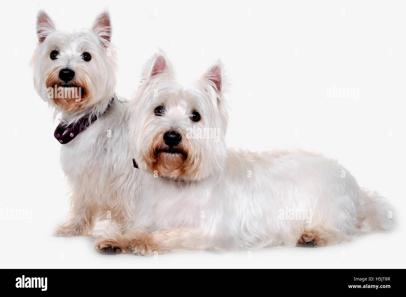 Windsor westies sales