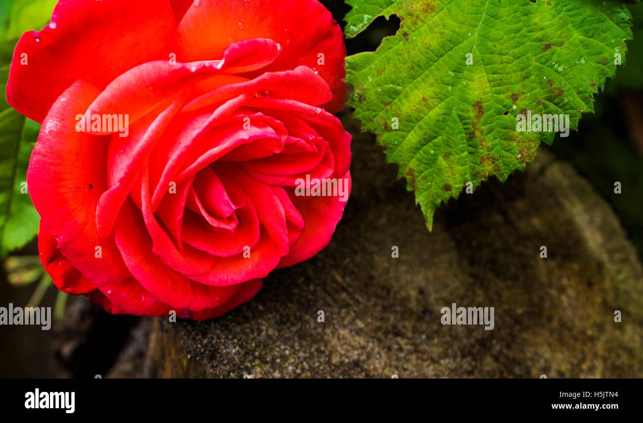 Flowers in the garden Stock Photo Alamy