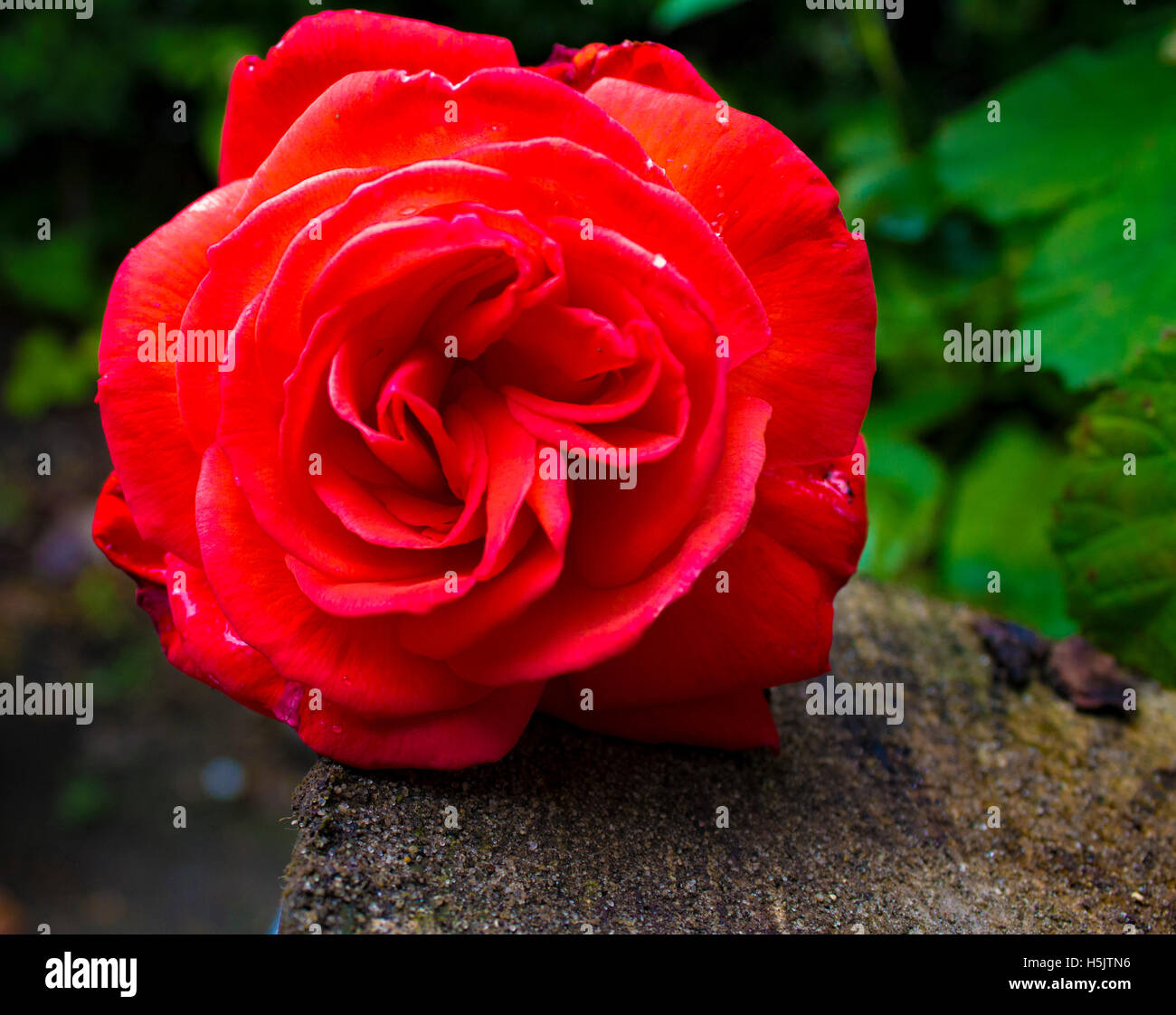 Flowers in the garden Stock Photo Alamy