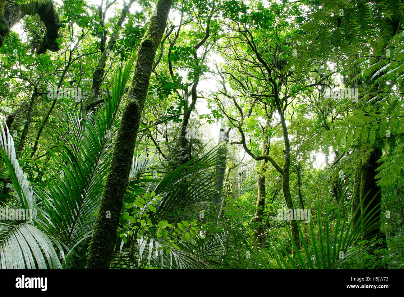 Lush green foliage in tropical jungle Stock Photo - Alamy