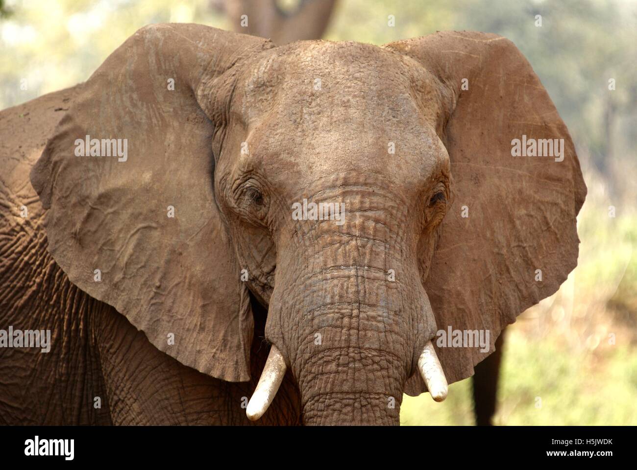 African elephant in the bush Stock Photo