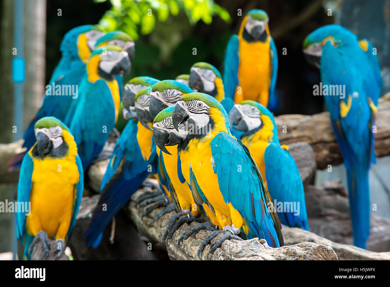 Blue and yellow macaw birds sitting on wood branch. Colorful macaw birds in forest. Stock Photo