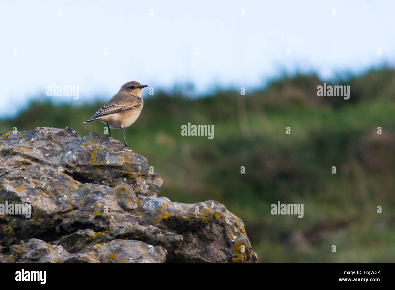 Wheatear (Oenanthe oenanthe) bird on coast ready to migrate. Summer visitor to Britain in the family Turdidae, on Somerset Coast Stock Photo