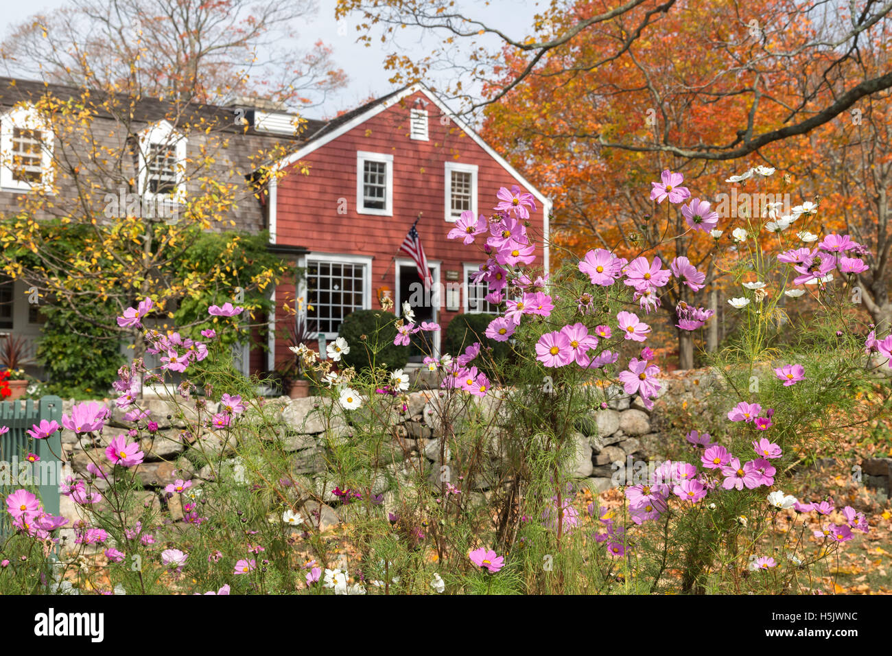 View of Visitors Center at Weir Farm, a National Historic Site in Wilton, CT. Focus on cosmos flowers in the foreground. Stock Photo
